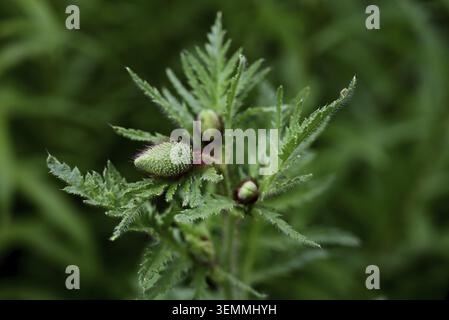 Nahaufnahme der ungeöffneten Knospe eines Mohns Stockfoto