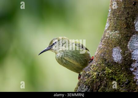 Weibliche leuchtende Honigkriecherin (Cyanerpes lucidus), die auf einem moosigen Baumstamm in Costa Rica thront Stockfoto