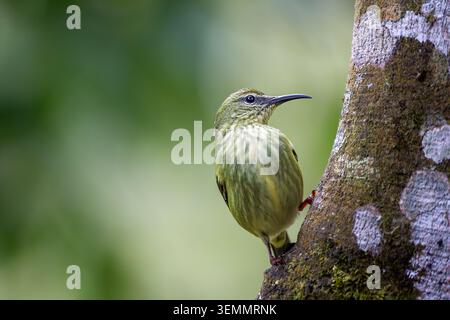 Weibliche leuchtende Honigkriecherin (Cyanerpes lucidus), die auf einem moosigen Baumstamm in Costa Rica thront Stockfoto