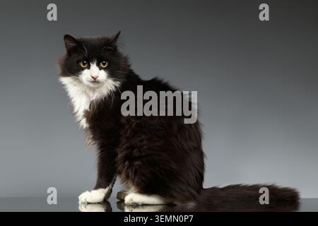 Schwarz-weiße Katze sitzt auf grauem Hintergrund Stockfoto