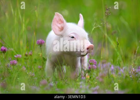 Ein junges, rosafarbenes Ferkel steht neugierig inmitten eines Feldes aus üppigem grünem Gras und zarten violetten Kleeblüten, die in einem Moment der ruhigen Natur gefangen sind Stockfoto