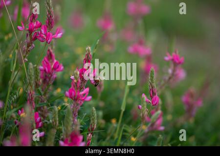 Bienen sammeln Pollen von rosa Blüten auf einem grünen Feld unter Sonnenlicht Stockfoto