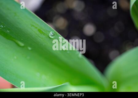 Grüne Blätter bedeckt mit Regentropfen aus nächster Nähe Stockfoto