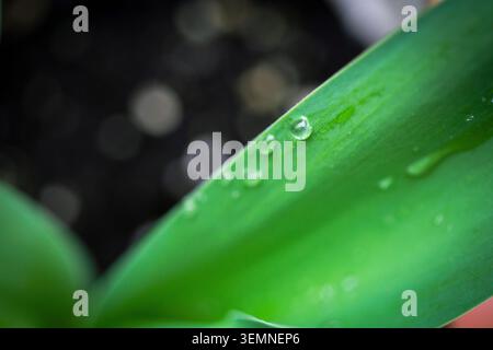 Grüne Blätter bedeckt mit Regentropfen aus nächster Nähe Stockfoto