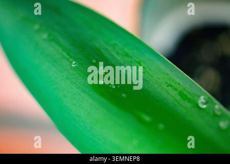 Grüne Blätter bedeckt mit Regentropfen aus nächster Nähe Stockfoto