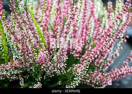 Heidekraut. Kleine violette Blüten. Selektiver Fokus Stockfoto