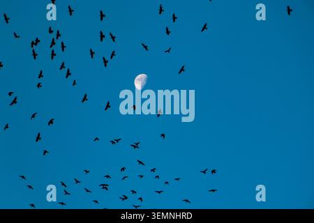 Vogelschwärme bewegen sich abends durch den blauen Himmel, während der Mond hell leuchtet. Die Szene zeigt eine dynamische Mischung aus Natur und Nachtlicht. Stockfoto
