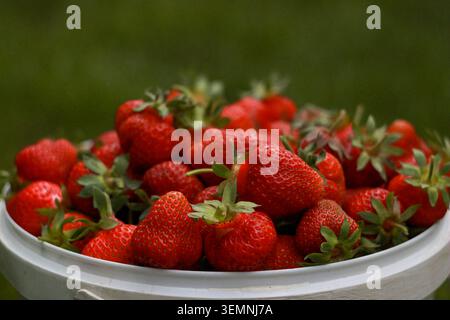 Ein weißer Eimer gefüllt mit Reifen roten Erdbeeren sitzt in einem Garten. Die Erdbeeren haben grüne Blätter auf der Oberseite und sind bereit für die Ernte. Sonnenlicht hell Stockfoto