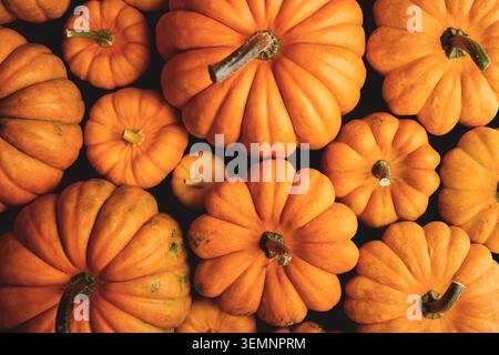 Top-down-Nahaufnahme einer Gruppe oranger Kürbisse, die den Rahmen füllen. Helle Herbstszene, ideal für Halloween-Dekor, saisonale Ernte und festliche Herbststimmung Stockfoto