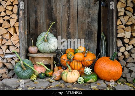 Große Sammlung von Kürbissen und Zierkürbissen in rustikaler Hüttenatmosphäre. Erntegutkomposition mit Kürbis und Herbstdekor des Bauernhauses Stockfoto