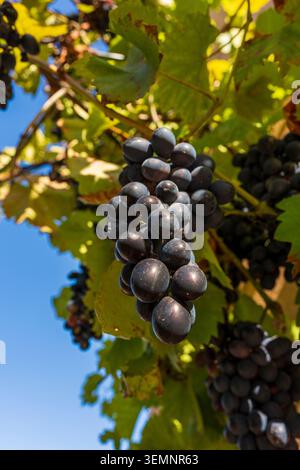 Reife rote Trauben hängen an der Weinrebe im sonnigen Weinberg. Nahaufnahme eines saftigen Busches dunkelblauer Trauben, bereit für die Ernte auf einer Weinrebe unter einem klaren Glas Stockfoto