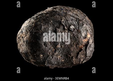 Verbrannte Kartoffel auf schwarzem Hintergrund. Nahaufnahme eines isolierten dunklen, abgerundeten Objekts mit einer gerissenen, verbrannten Textur, die einem gebackenen Lagerfeuer-Potat ähnelt Stockfoto