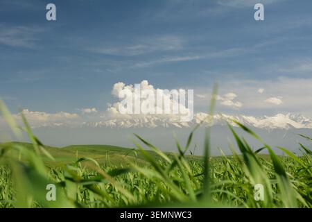 Ein malerischer Blick auf das üppig grüne grasbewachsene Feld mit weit entfernten schneebedeckten Bergen unter einem hellblauen Himmel mit flauschigen weißen Wolken an einem sonnigen Tag. Stockfoto