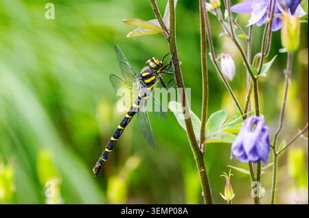 Gestreifte Libelle in der Natur. Nahaufnahme des Insekts. Gelb-schwarz gestreifte Libelle. Cordulegaster bidentata. Stockfoto