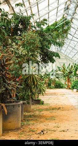 In einer sonnigen Orangerie aus Glas blüht eine knallige Bougainvillea Stockfoto
