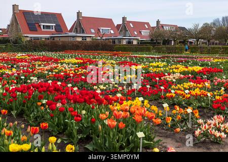 Ein Mensch schlendert durch ein Tulpenfeld in Holland, in den Niederlanden, mit Häusern im Hintergrund Stockfoto