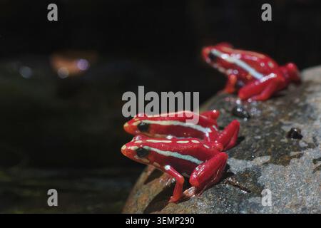 Phantasmal Giftfrosch (Epipedobates tricolor) Trio auf einem Felsen am Pool, Vancouver Aquarium, British Columbia, Kanada, Oktober. Stockfoto