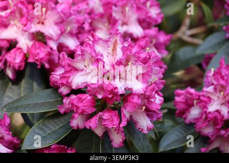 Rhododendron „Elsie Watson“. Vollrahmen Nahaufnahme von rosa und weiß gerafften zweifarbigen Rhododendronblüten mit magentafarbenen Markierungen im Frühjahr. Stockfoto