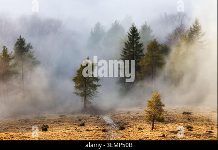 Nebligen Buchenwald am Berghang in einem Naturschutzgebiet. Stockfoto