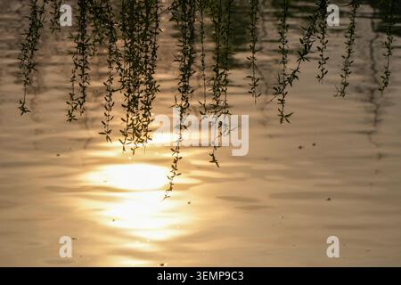 Silhouetten mit Trauerweidenzweigen, die über dem See hängen, mit goldener Lichtreflexion bei Sonnenuntergang auf plätscherndem Wasser Stockfoto