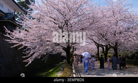 Besucher im Kimono spazieren unter Kirschblüten entlang der Mauern des Kanazawa Castle Park, Kanazawa, Ishikawa, Japan Stockfoto