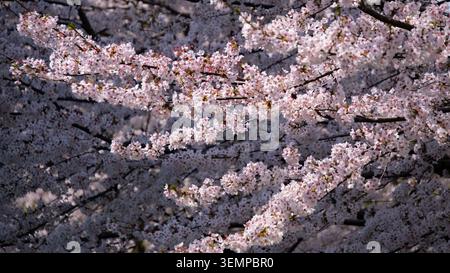 Einblühende Kirschblütenzweige in voller Blüte vor dunklem Hintergrund, Kanazawa, Ishikawa, Japan - 12. April 2025 Stockfoto