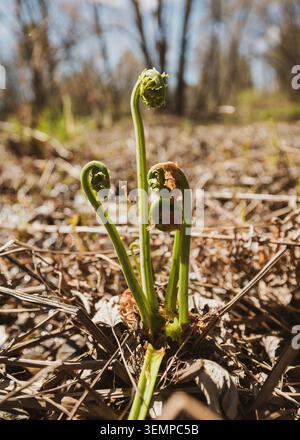 Fiddlehead-Farne, die im Frühjahr in Maine aus frischer Erde sprießen Stockfoto