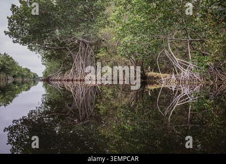 Mangrovenbäume spiegeln sich im ruhigen Wasser des Everglades-Nationalparks Stockfoto