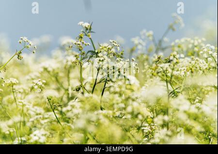 Ein sonniges Feld mit zarten Kuh-Petersilie-Blüten Stockfoto