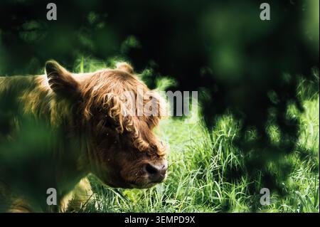 Galloway-Rinder auf Wiese hinter grünem Laub bei Heiligenhafen Stockfoto