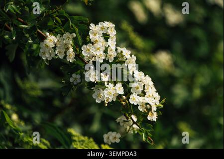 Zarte weiße Weißdornblüten im Frühlingssonnenlicht Stockfoto