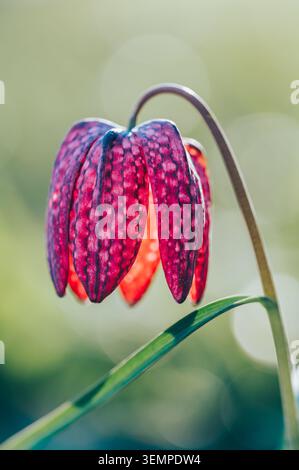 Hintergrundbeleuchtete, karierte Lilienblüte, die am Frühlingstag im Sonnenlicht leuchtet Stockfoto