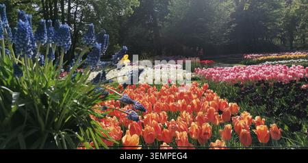 Keukenhof Gärten in den Niederlanden mit farbenfrohen Tulpen, Traubenhyazinthen, Allien und Petunien, die im Frühjahr blühen Stockfoto