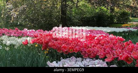 Keukenhof Gärten in den Niederlanden mit farbenfrohen Tulpen, Traubenhyazinthen, Allien und Petunien, die im Frühjahr blühen Stockfoto