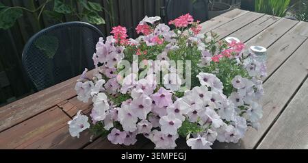 Ein lebhaftes Arrangement aus Petunien und Eisenkraut bringt Farbe und Charme auf einen ruhigen Sommergartentisch. Stockfoto