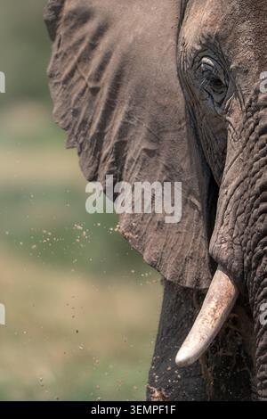Porträt Afrikanischer Elefanten Mit Mud Splash Stockfoto