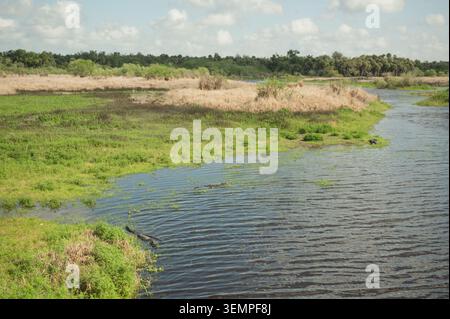 Wilde Alligatoren lauern in einem sonnigen Sumpfgebiet im Myakka River State Park Stockfoto