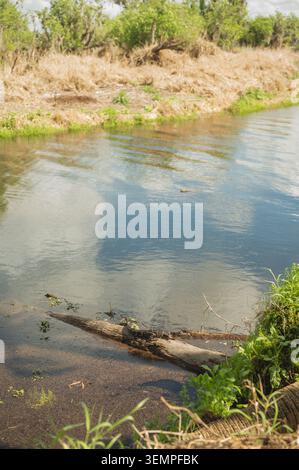 Baby-Alligator-Sonnenbaden auf einem schwimmenden Baumstamm im Myakka River State Park Stockfoto