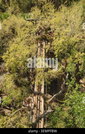 Blick hinunter auf den langen Walksteg im Myakka River State Park Stockfoto
