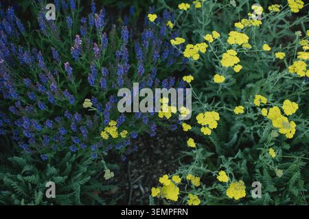 Blaue salvia und gelbe Schafgarbe im Garten Stockfoto