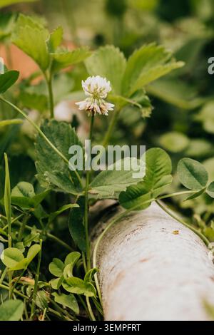 Eine zarte weiße Kleeblüte im Gras Stockfoto