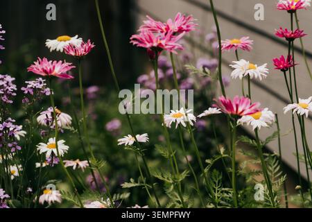 Rosa und weiße Gänseblümchen wachsen in einem Garten Stockfoto