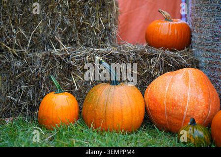 Eine Herbstszene mit orangefarbenen Kürbissen verschiedener Größen, die auf Stroh und Gras liegen. Horizontales Foto Stockfoto