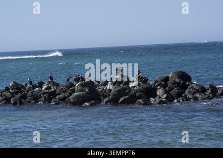 Schilfkormorane (Microcarbo africanus), die sich sonnen, um ihre Flügel auf Felsen vor der Küste von Pointe de Almadies im Senegal von Ngor Dakar zu trocknen Stockfoto