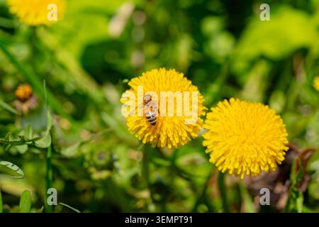 Makro. Die Honigbiene sammelt Pollen von einer Löwenzahnblüte. Sammelt Nektar Stockfoto