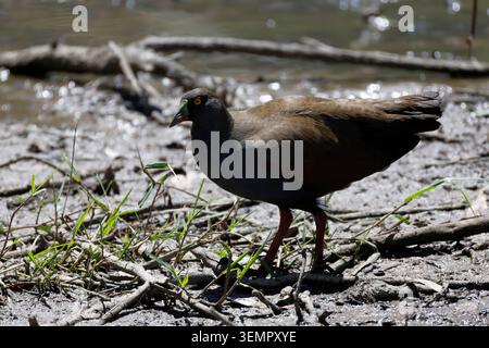 Schwarzschwanznativehen Tribonyx ventralis. Gum Swamp Wildlife Refuge. New South Wales. Australien. Stockfoto