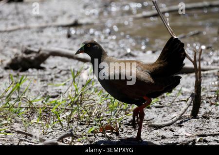 Schwarzschwanznativehen Tribonyx ventralis. Gum Swamp Wildlife Refuge. New South Wales. Australien. Stockfoto