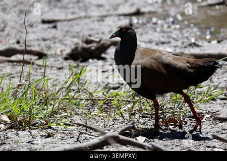 Schwarzschwanznativehen Tribonyx ventralis. Gum Swamp Wildlife Refuge. New South Wales. Australien. Stockfoto