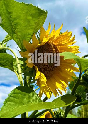 Ackerfeld mit gelben Sonnenblumen am blauen Himmel am sonnigen Sommertag. Sonnenblumenfeld. Sonnenblumen-Nahaufnahme, Vorderansicht. Stockfoto