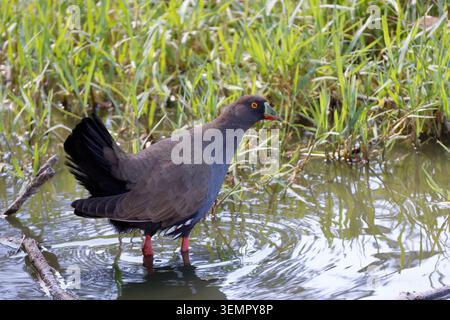 Schwarzschwanznativehen Tribonyx ventralis. Gum Swamp Wildlife Refuge. New South Wales. Australien. Stockfoto